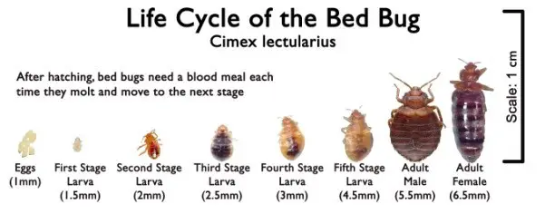Life cycle of bed bugs. Actual size chart.