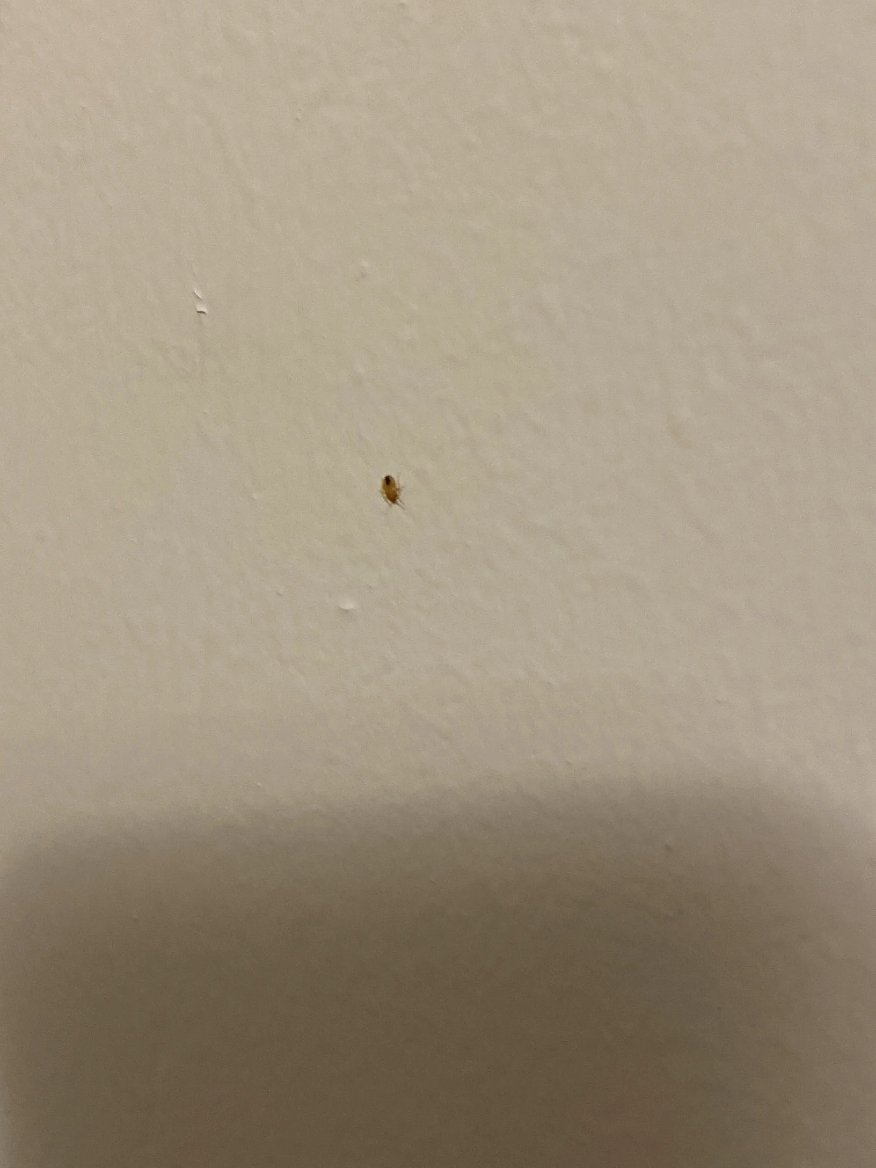 Bed Bug on the Wall
