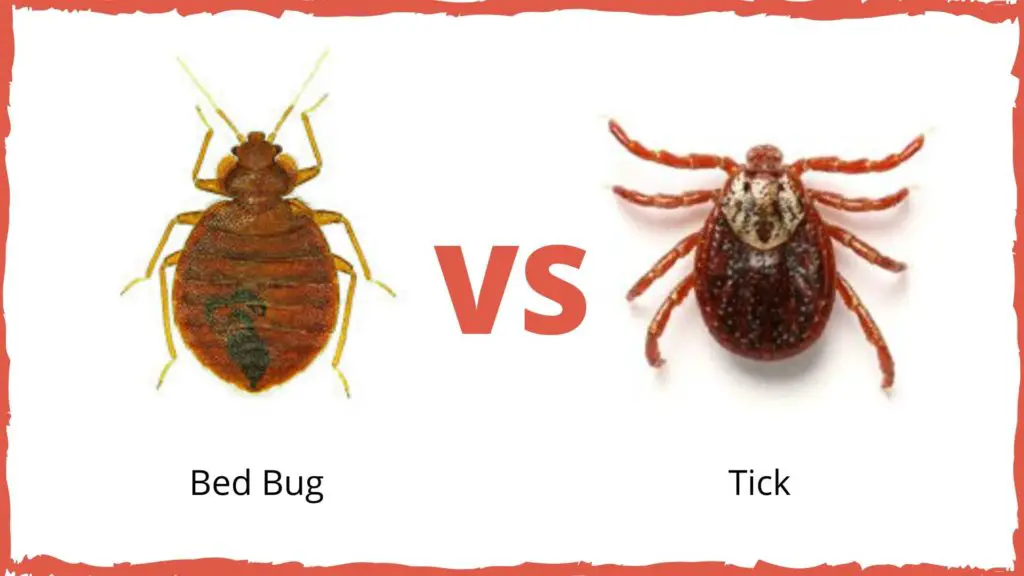 Bed Bug Vs Ticks